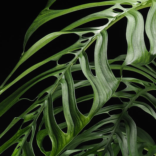 Monstera Esqueleto